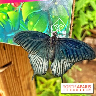 Serre Papillons - La Queue-lez-Yvelines