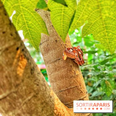 Serre Papillons - La Queue-lez-Yvelines