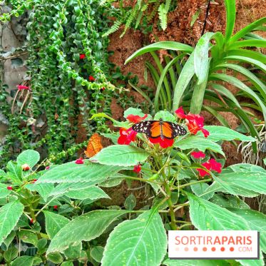 Serre Papillons - La Queue-lez-Yvelines