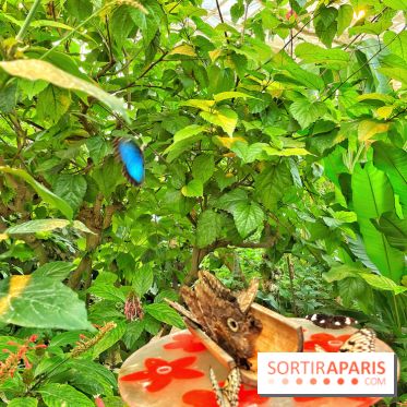 Serre Papillons - La Queue-lez-Yvelines