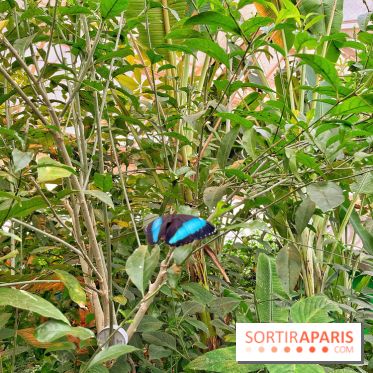 Serre Papillons - La Queue-lez-Yvelines
