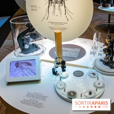 Mini-monstres, nos photos de l'exposition à la galerie de Géologie du Muséum d'Histoire naturelle