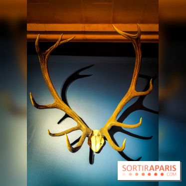 Le monde de Clovis, l'exposition dont vous êtes le héros au musée d'Archéologie nationale - photos