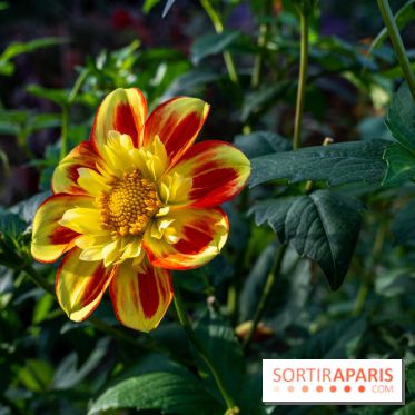 Les Jardins de la Maison Claude Monet à l'automne