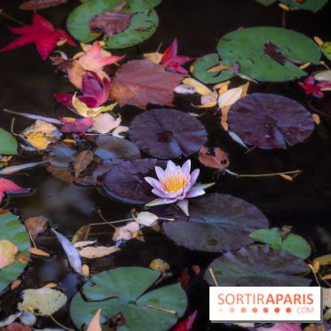 Les Jardins de la Maison Claude Monet à l'automne