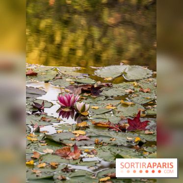 Les Jardins de la Maison Claude Monet à l'automne