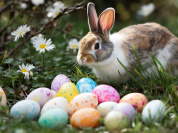 Visuels chasse aux oeufs de Pâques  - Chasse aux oeufs de Pâques lapin (1)
