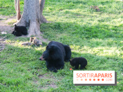 Les tanières du zoo de Thoiry 2023 - Ours