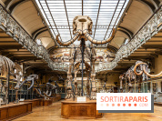 Le mammouth de Durfort restauré au Muséum national d’Histoire naturelle