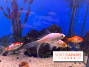 La Maison de la Pêche et de la Nature - image00014