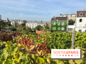Vignes Montmartre