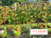 Vignes Montmartre