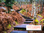 Le sentier de l'érosion à Fontainebleau - balade en forêt -  A7C4620 HDR