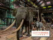 Grande Galerie de l'évolution- visuels 2024 - image00062