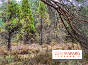 Arbor&Sens, l'Arboretum de Franchard en forêt de Fontainebleau - les photos