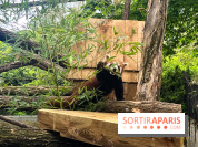 Ménagerie du Jardin des Plantes 2024 - panda