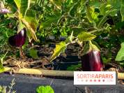 Les Saveurs du Potager du Roi à Versailles : marché de fruits & légumes, expositions et animations