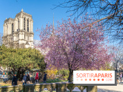 Le Square Viviani devant Notre-Dame de Paris