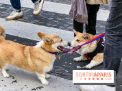 La Marche des animaux à Paris : défilé gratuit, ouvert aux chiens, chats ... sur les Champs-Élysées - IMG 5187