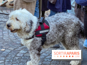 La Marche des animaux à Paris : défilé gratuit, ouvert aux chiens, chats ... sur les Champs-Élysées - IMG 5516