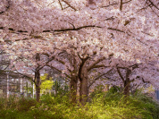 Les cerisiers en fleurs au Parc de Billancourt à Boulogne-Billancourt, Hanami aux portes de Paris - A7C08662