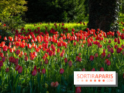 Le Parc de Bagatelle au printemps, cerisier, tulipes et jonquilles - photos