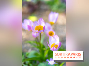 Le Parc de Bagatelle au printemps, cerisier, tulipes et jonquilles - photos