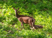 Campagne #36776 - biche et faon arnaud freminet 1 BD