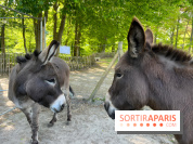 Avon'Ânes, les balades avec des ânes, à Avon - nos photos - IMG 7769