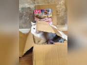 Café des Chats Bastille