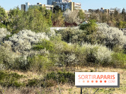 Allergies aux pollens en Ile-de-France : nouveau bulletin, causes et recommandations 