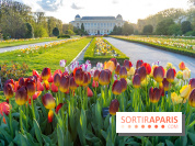 Tulipes et coquelicots, des floraisons exceptionnelles pour les 400 ans du Jardin des plantes 