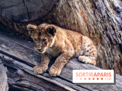 Zoo Safari de Thoiry : les nouveautés à découvrir