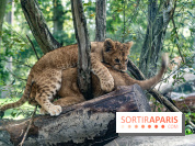 Carnet rose au Zoo de Thoiry (78) : deux bébés lionnes pointent le bout de leur nez