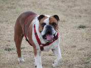 Paris : parc à chiens 10e