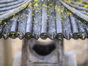 Rendez-vous aux jardins 2026 : visite zen d'un jardin japonisant en Essonne
