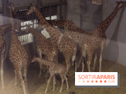Les girafons du Zoo de Paris