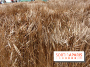 Gad Weil installe son Champ de Blés Place Vendôme