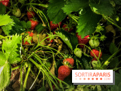 Cueillettes des fraises autour de Paris