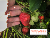 Cueillettes des fraises autour de Paris