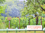 Domaine du bois brillant, la renaissance d'un vignoble historique en île-de-France