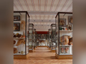 Insolite : Le Musée Fragonard de l'école vétérinaire de Maisons-Alfort