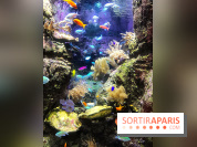 Les récifs Coralliens s'exposent à l'Aquarium de Paris