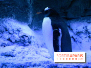 Les Manchots de l'Aquarium Sea Life