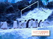 Les Manchots de l'Aquarium Sea Life