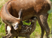 Bambi, l’histoire d’une vie dans les bois au cinéma raconté par Mylène Farmer
