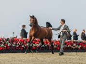 Championnat du monde du cheval arabe 2026 : les plus beaux chevaux du monde au Grand Palais à Paris