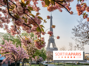 Visuel Paris Tour Eiffel cerisiers en fleurs