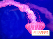 L'Aquarium de Paris ouvre son Médusarium