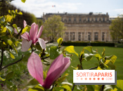 Cerisiers en fleurs à paris et aux alentours - Palais Royal